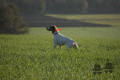 Pedigree COMETE DES GRANDES RAFALES Pedigree COMETE DES GRANDES RAFALES